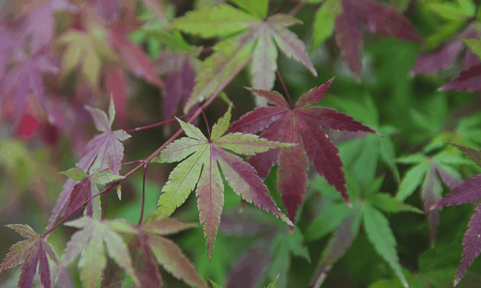 header - Japanischer Ahorn